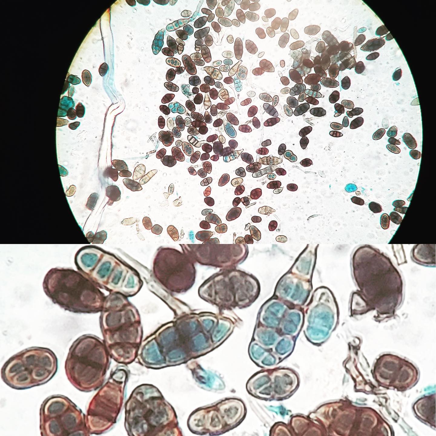Found these little suckers eating away at drywall behind a leaky bathroom sink. Alternaria thrives on cellulose and moist conditions. #fungifriday #fungi #mold #ecologicslab #microbiology #alternaria #environmentallaboratory